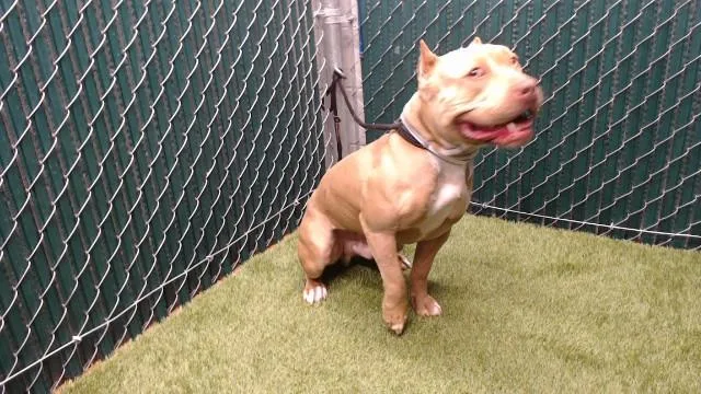 A young medium-sized male Pit Bull Terrier dog named Trump for adoption in Downey, CA