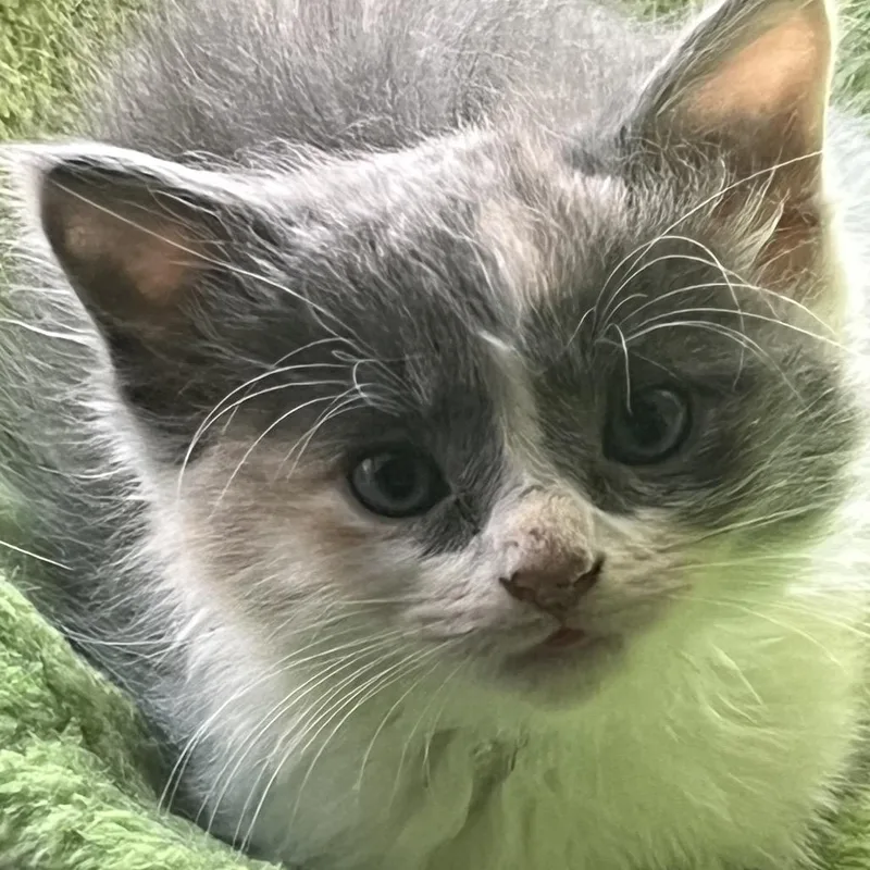 A baby small-sized female Calico Domestic Medium Hair cat named Violet for adoption in Mundelein, IL