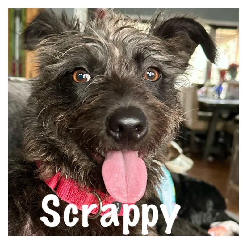 A young small-sized male Brown / Chocolate Terrier dog named Scrappy for adoption in Orland Park, IL