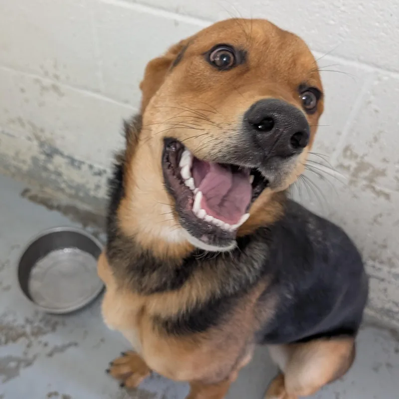 An adult large-sized female Yellow / Tan / Blond / Fawn Shepherd dog named Looking For Owner for adoption in Ravenna, OH