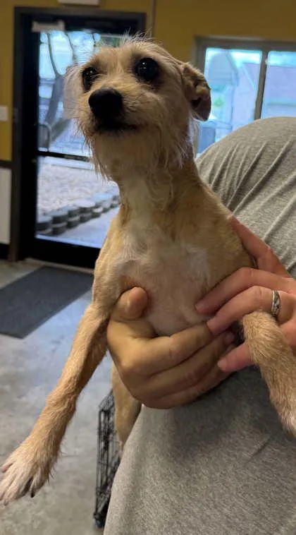 An adult small-sized male Chihuahua dog named Jack for adoption in Bowling Green, KY