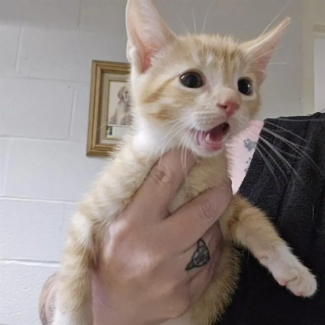 A baby small-sized male Domestic Short Hair cat named Ice Man for adoption in Easton, MD
