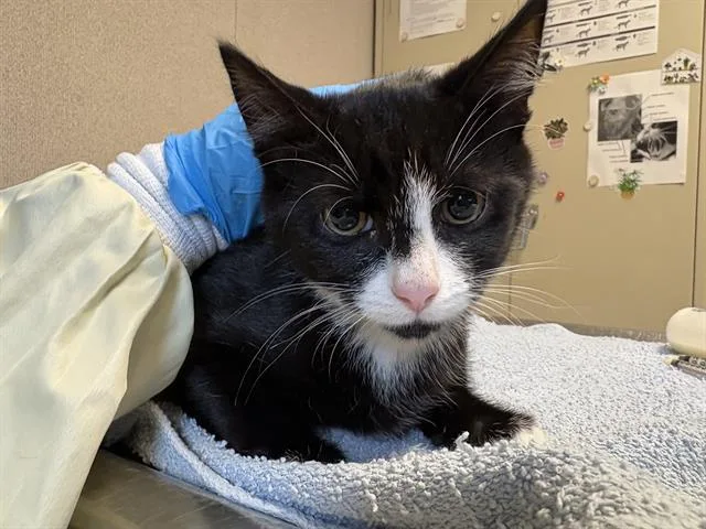 A baby medium-sized male Domestic Short Hair cat named Jelly for adoption in Kent, WA
