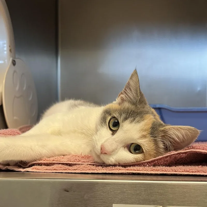 A young small-sized female Gray / Blue / Silver Domestic Short Hair cat named Reese Cup for adoption in Bristol, IN