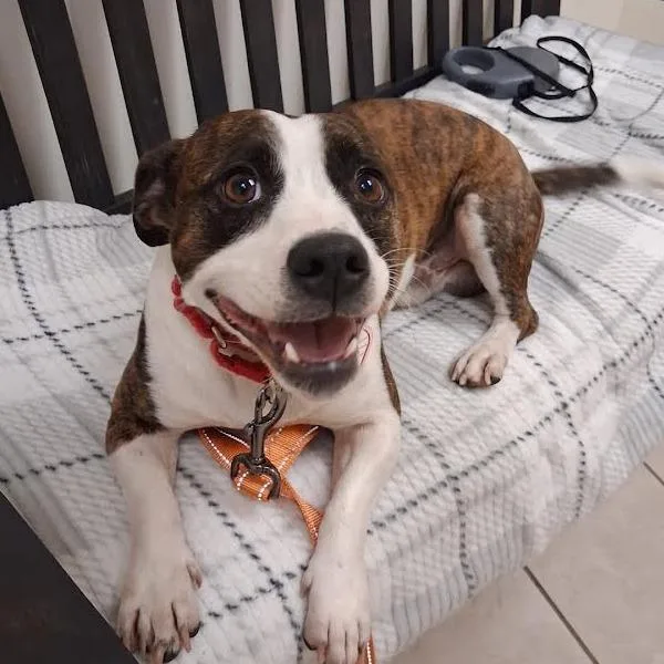 A young small-sized male Jack Russell Terrier dog named Wishbone for adoption in Springfield, MA