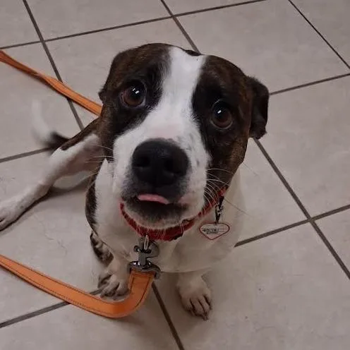 Wishbone thumbnail 2
