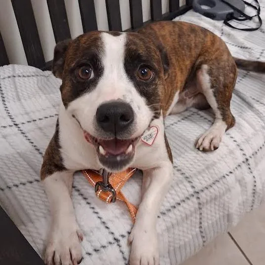 Wishbone thumbnail 3