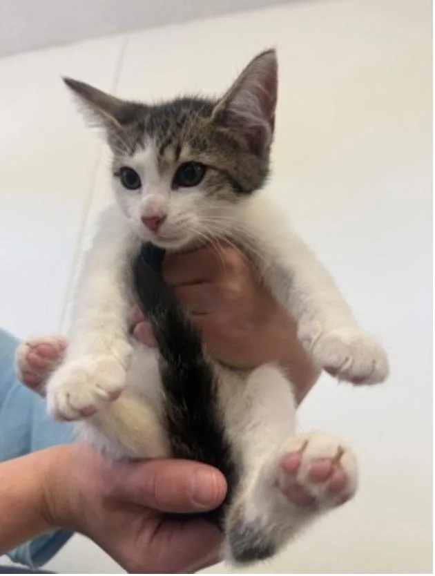 A baby small-sized female Tabby (Gray / Blue / Silver) Domestic Short Hair cat named Gertrude McFuzz for adoption in Marshall, NC