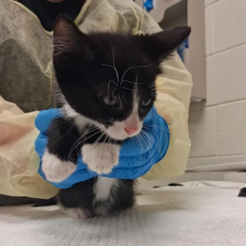A baby small-sized male Domestic Short Hair cat named Harvest for adoption in Murray, UT