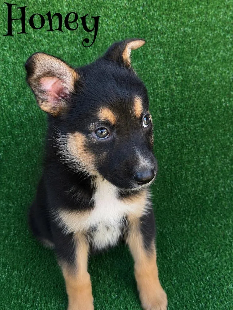 A baby large-sized female Brown / Chocolate German Shepherd Dog dog named Honey for adoption in Pleasant Hill, CA