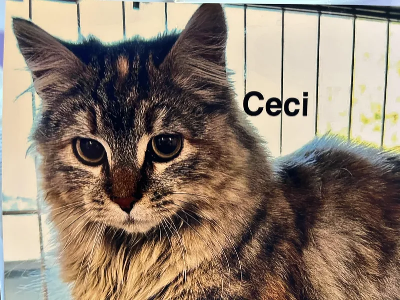 An adult medium-sized female Dilute Calico Domestic Long Hair cat named Ceci for adoption in Wells, ME