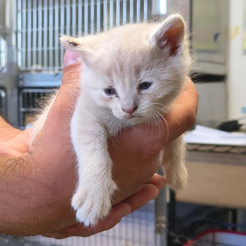 A baby small-sized female Cream / Ivory Domestic Short Hair cat named Lacey for adoption in Othello, WA