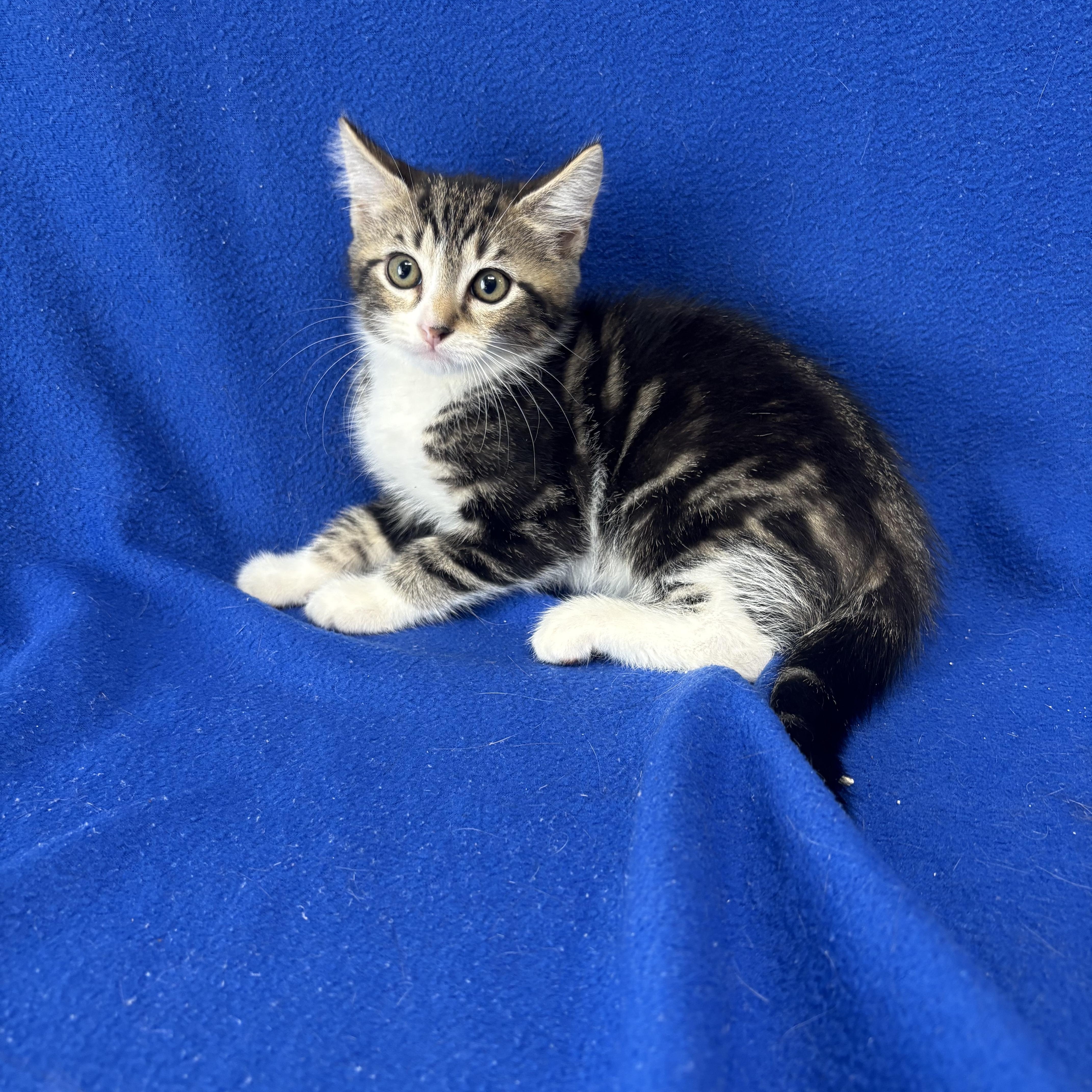 A baby medium-sized male Tabby (Brown / Chocolate) Domestic Short Hair cat named Josh for adoption in Valdosta, GA