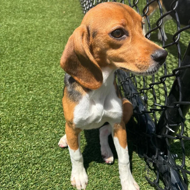 A baby small-sized female Yellow / Tan / Blond / Fawn Beagle dog named BBE aka Mary for adoption in LOXAHATCHEE, FL