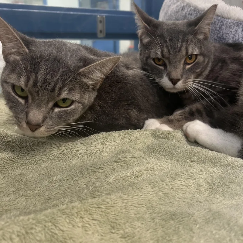 A young medium-sized male Gray & White Domestic Short Hair cat named Shadowmere & Eleven for adoption in Berryville, VA