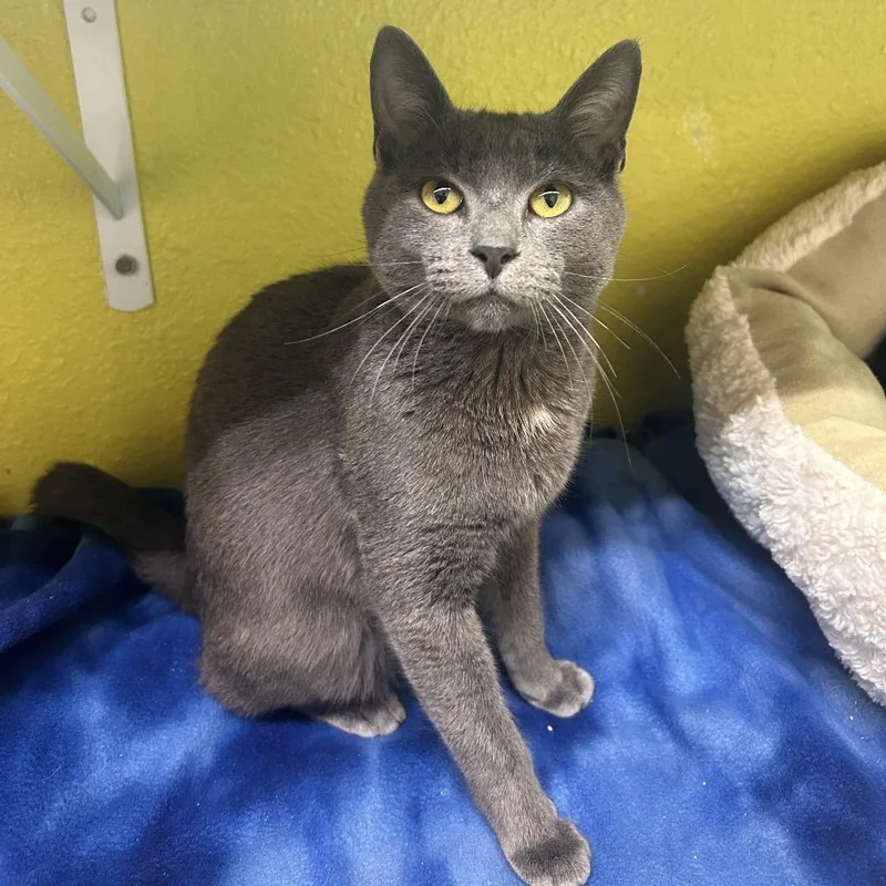 A young medium-sized male Gray / Blue / Silver Domestic Short Hair cat named Thunder Storm aka Smokey for adoption in Fresno, CA