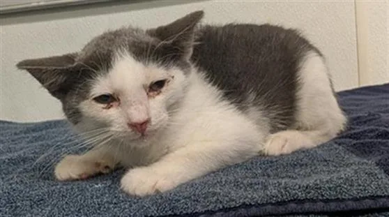 A baby small-sized male Domestic Short Hair cat named Camaro for adoption in Camarillo, CA