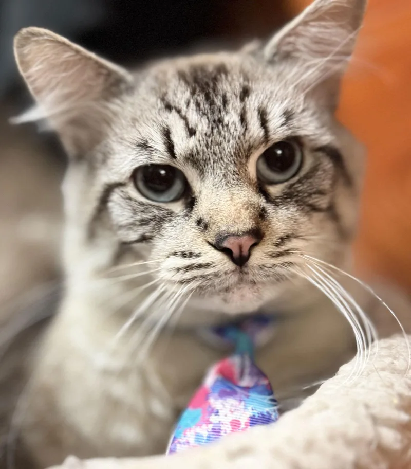 Catt Damon thumbnail 2