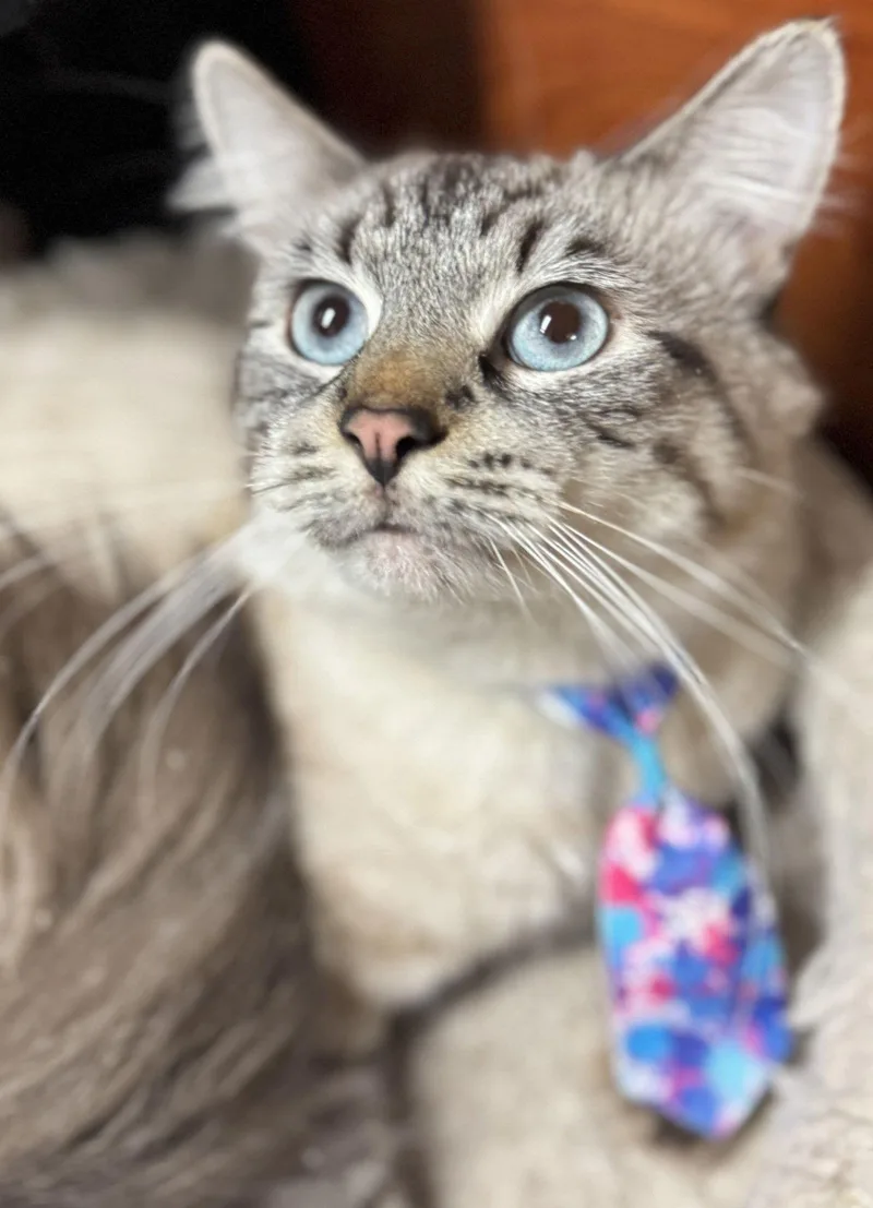 Catt Damon thumbnail 3