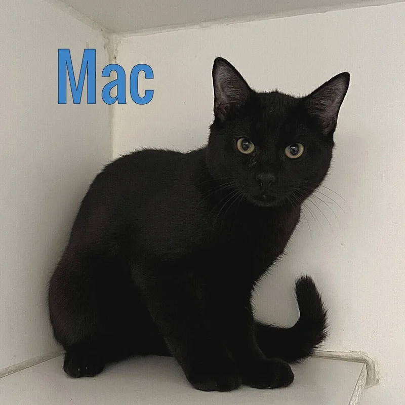 A young medium-sized male Black Domestic Short Hair cat named Mac for adoption in Pleasantville, NJ