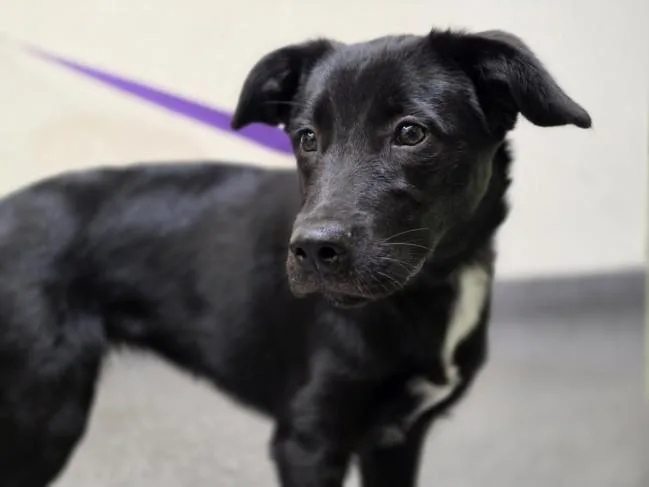 A baby large-sized female Labrador Retriever dog named Lady for adoption in Los Angeles, CA