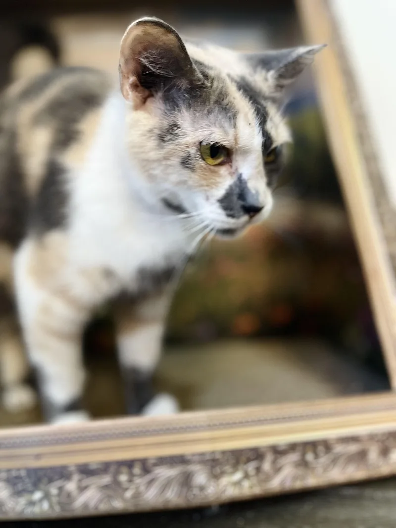 A young medium-sized female Dilute Calico American Shorthair cat named Cupcake for adoption in Fort Pierce, FL
