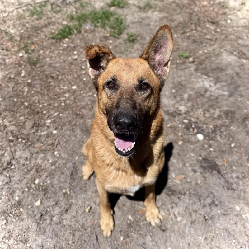 An adult large-sized female German Shepherd Dog dog named Hope for adoption in Hilton Head Island, SC