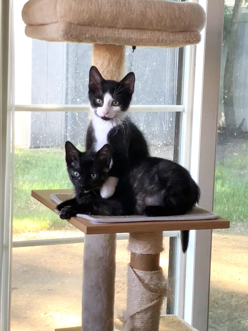 A baby medium-sized male Black & White / Tuxedo Tuxedo cat named Pacman for adoption in Lombard, IL