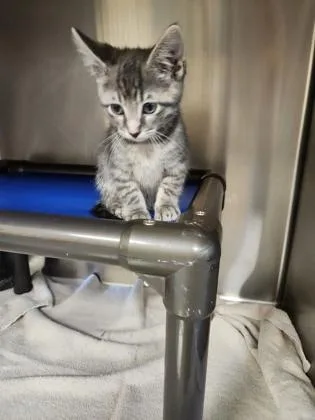 A baby small-sized male Domestic Short Hair cat named Crab Man for adoption in Independence, MO