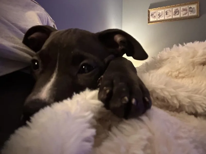 Lilly thumbnail 2