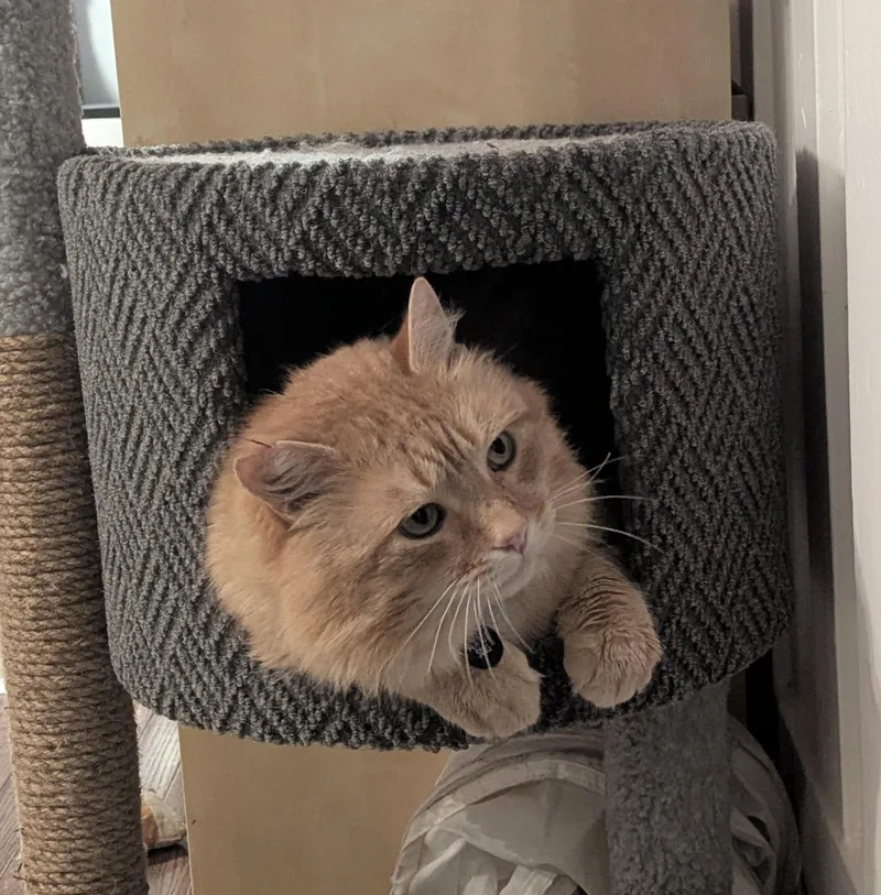 Gordie Special Needs. thumbnail 3