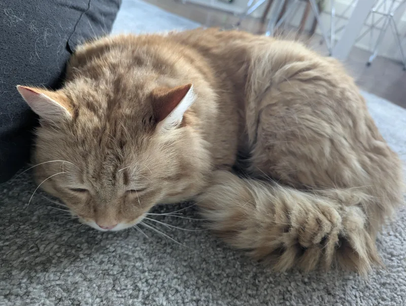 Gordie Special Needs. thumbnail 4