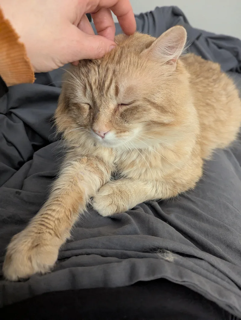 Gordie Special Needs.