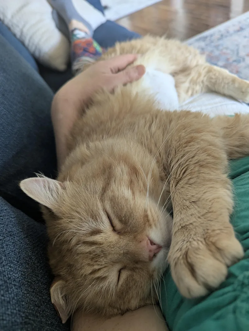 Gordie Special Needs. thumbnail 5