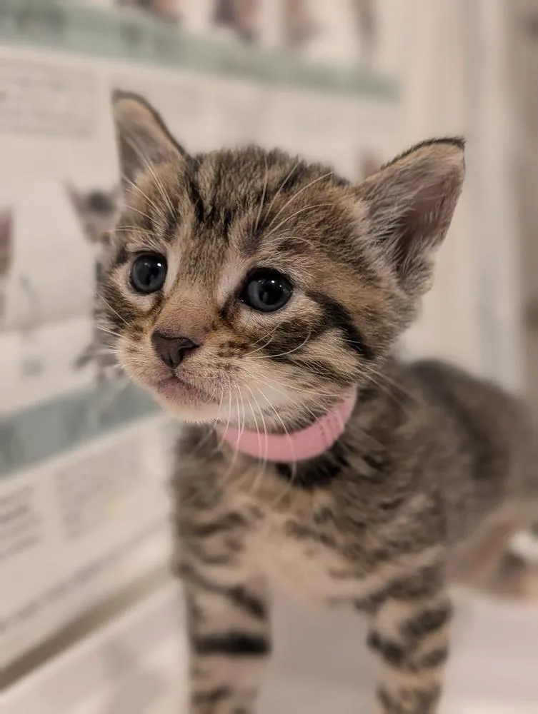 A baby small-sized female Domestic Short Hair cat named April for adoption in Fremont, CA