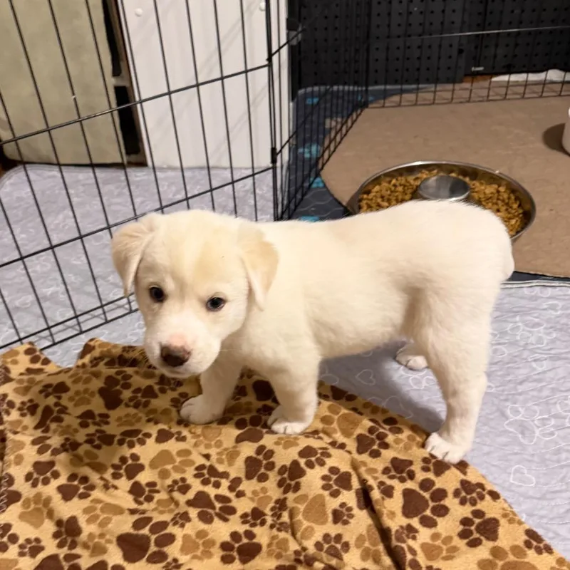 Home Run thumbnail 3