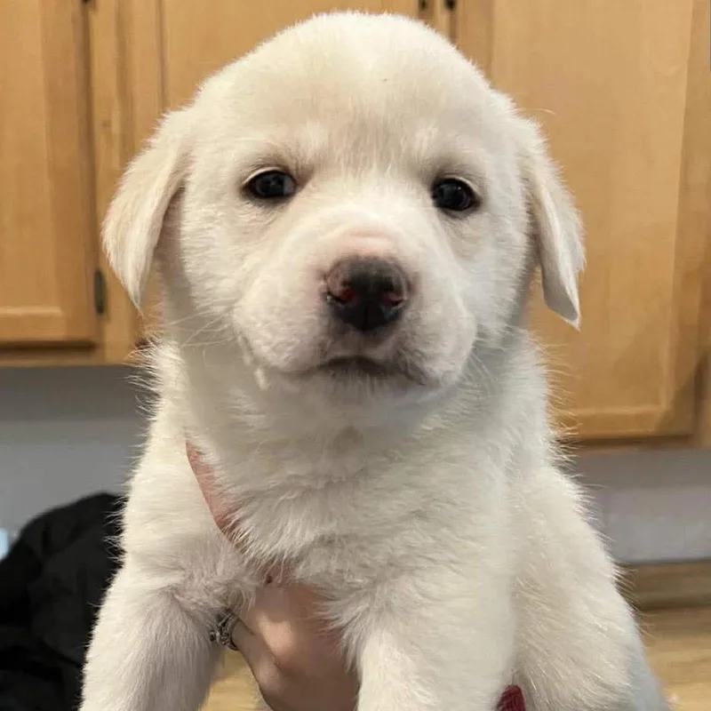 Home Run thumbnail 4