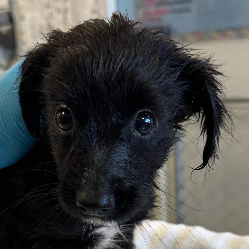 A baby small-sized male Black Mixed Breed dog named Jellybean for adoption in Las Cruces, NM
