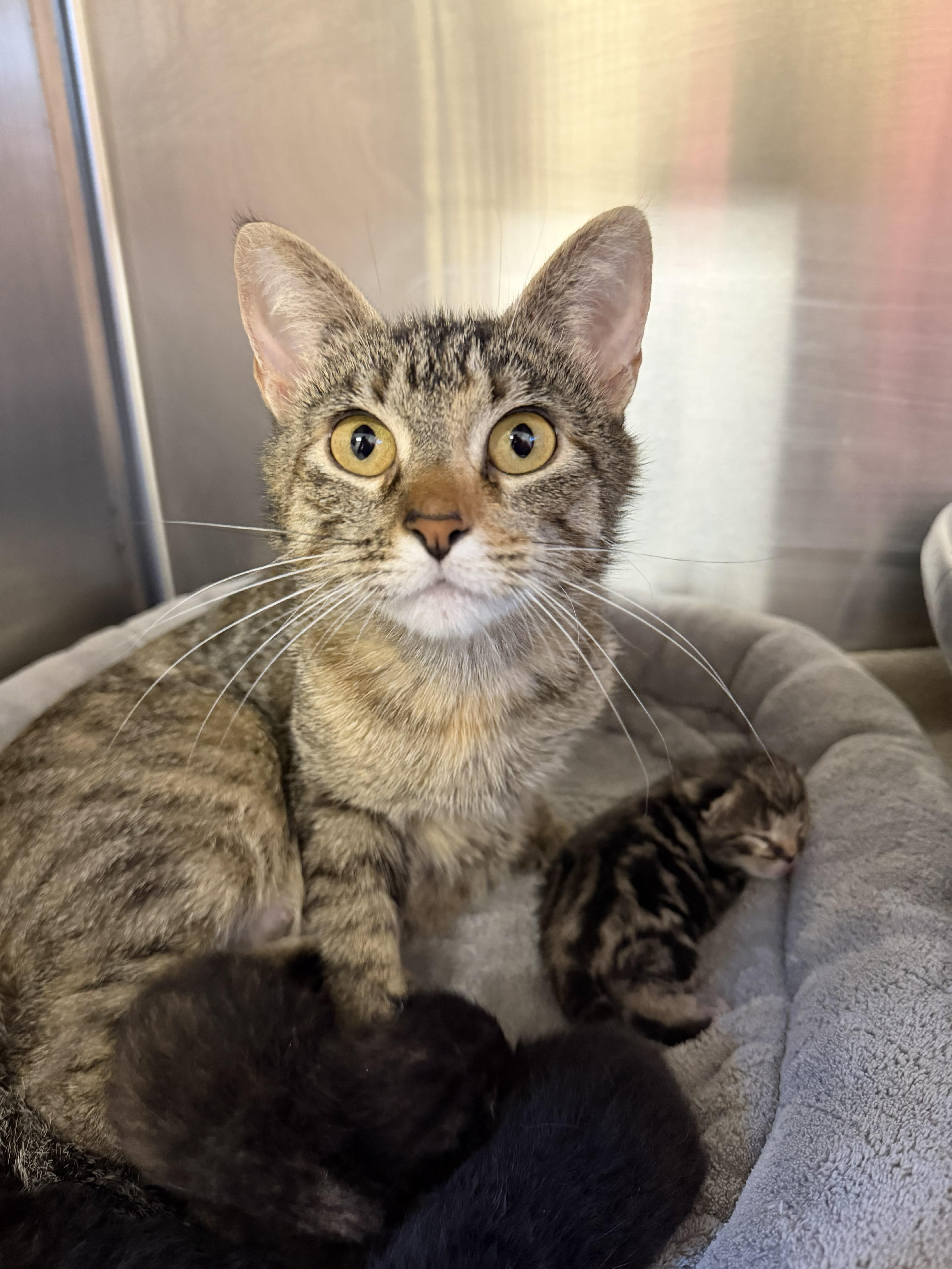 An adult medium-sized female Tabby (Brown / Chocolate) Tabby cat named Roxanne for adoption in Boonville, MO