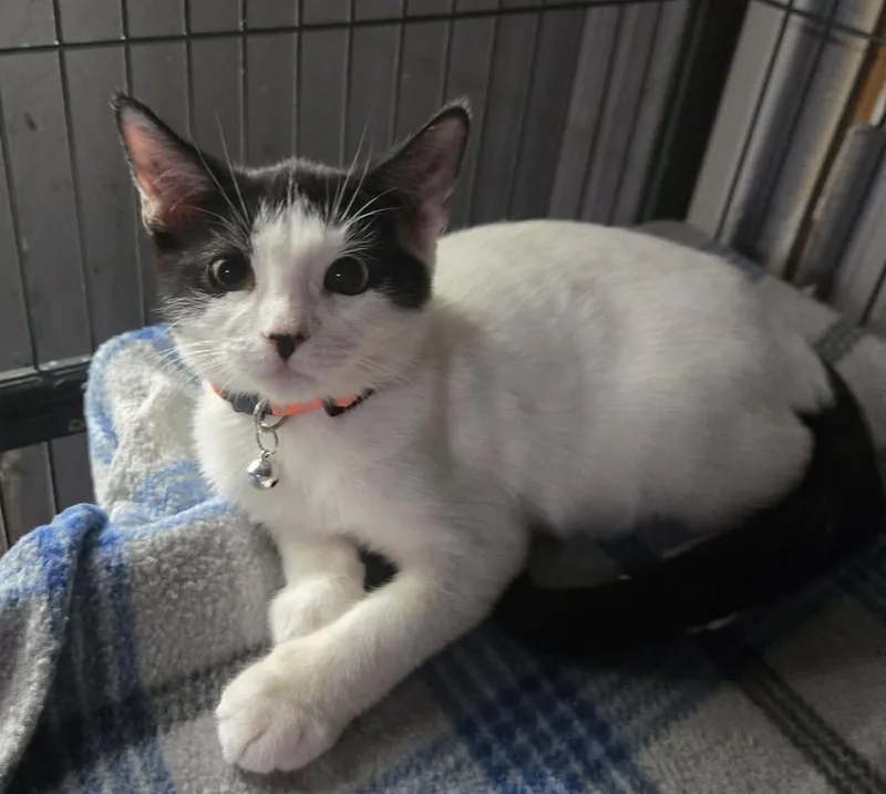 A baby medium-sized male White Domestic Short Hair cat named Crash for adoption in Queen Creek, AZ