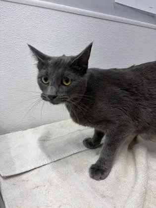 A baby medium-sized female Domestic Short Hair cat named Cinder for adoption in West Chester, PA