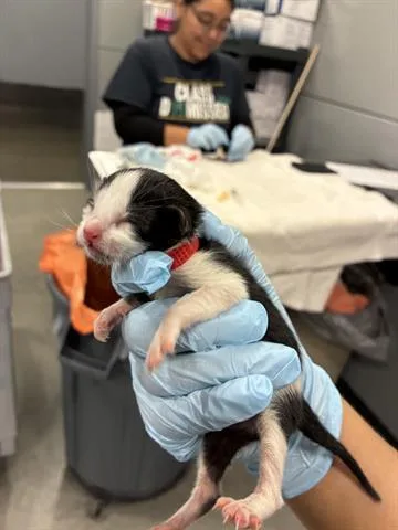 A baby small-sized male Domestic Short Hair cat named Skywalker for adoption in San Martin, CA