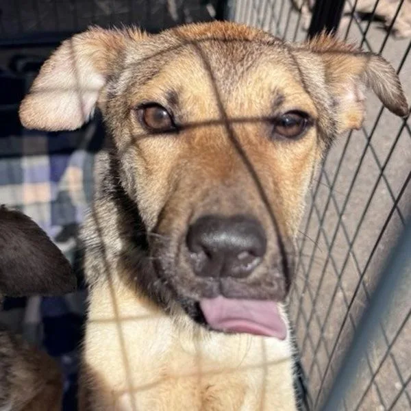 A young medium-sized female Shepherd dog named Pietro for adoption in Escondido, CA