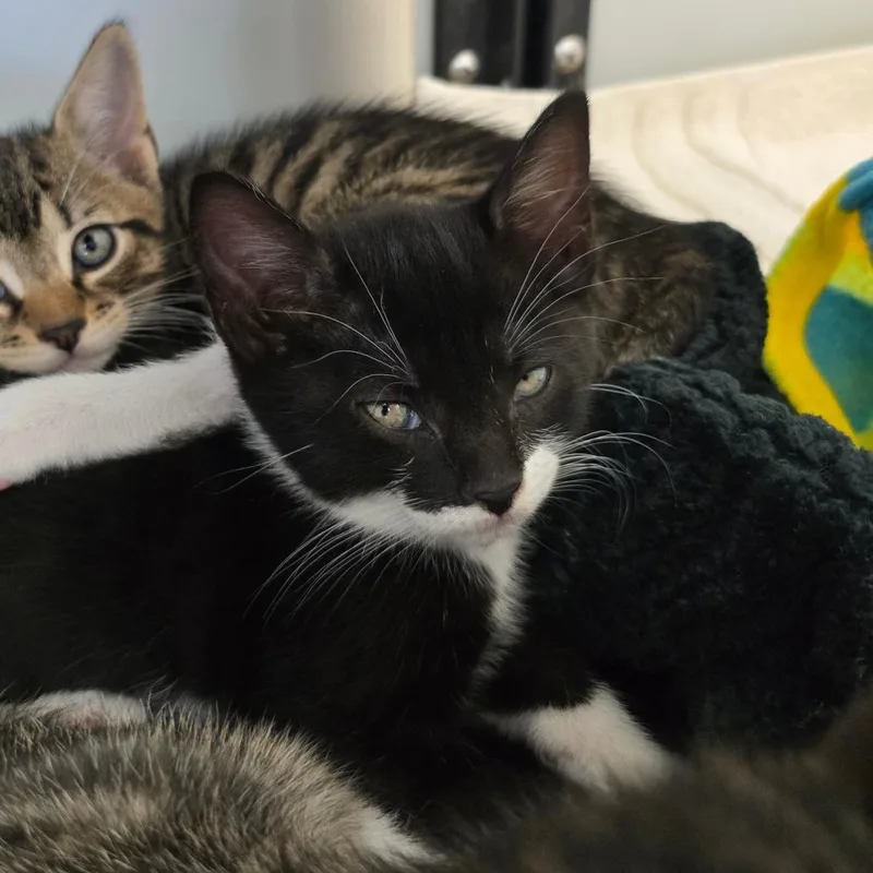 A baby small-sized female Black Domestic Short Hair cat named Mindy for adoption in Naples, FL