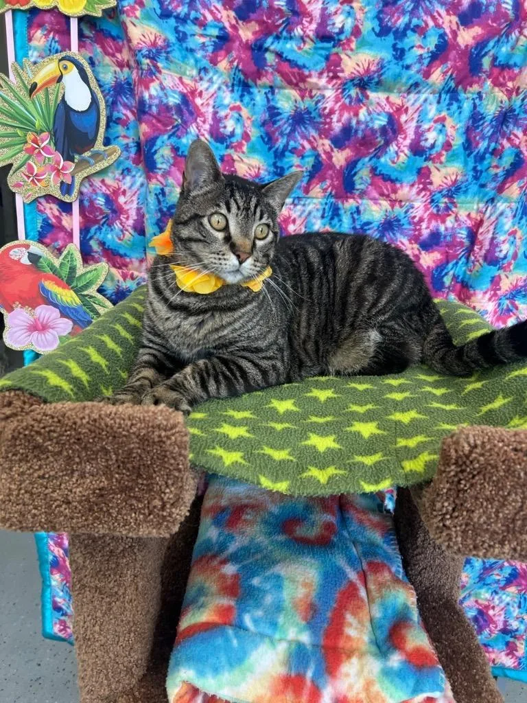 A senior large-sized male Domestic Short Hair cat named Tootsie Roll for adoption in Brookings, OR