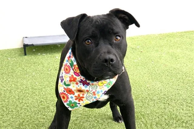 A young medium-sized female Labrador Retriever dog named Jett for adoption in Fort Lauderdale, FL