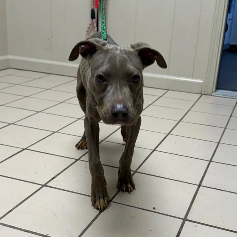 A baby medium-sized male Gray / Blue / Silver Pit Bull Terrier dog named TUSCStray for adoption in Tuscaloosa, AL