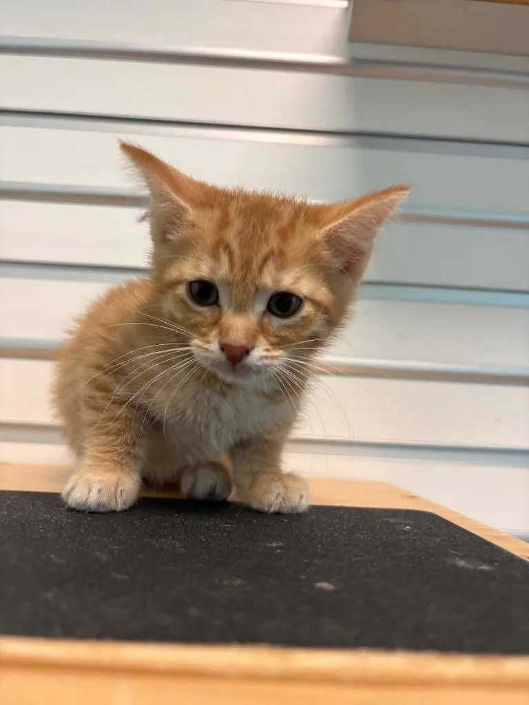 A baby small-sized male Domestic Short Hair cat named Shorty for adoption in Cape Coral, FL
