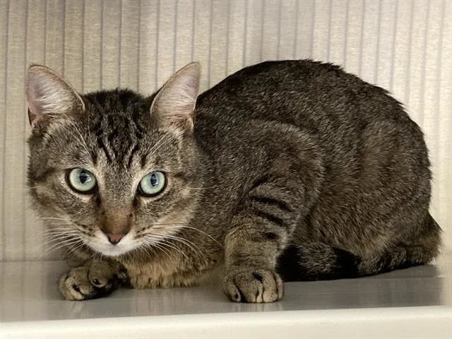 An adult medium-sized male Domestic Short Hair cat named Walter for adoption in Tustin, CA
