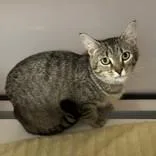 An adult medium-sized female Tabby (Brown / Chocolate) Domestic Short Hair cat named Marsha for adoption in Hilliard, OH
